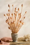 Terrain Dried Papaver Bunch In Multi