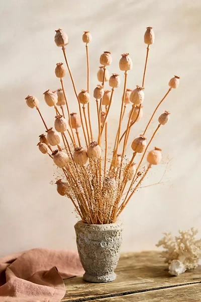 Terrain Dried Papaver Bunch In Multi