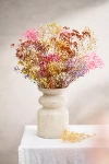 Terrain Dried Rainbow Gypsophila Bunch