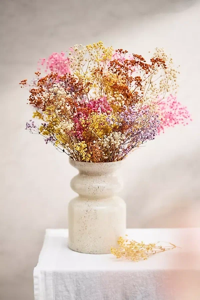 Terrain Dried Rainbow Gypsophila Bunch In Multi
