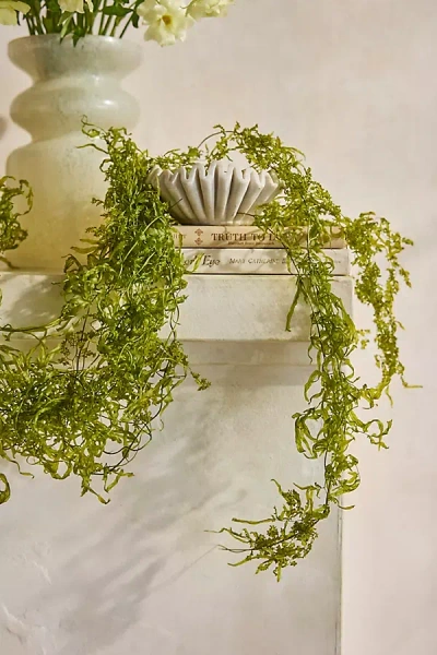 Terrain Dried Sanwee Vine Bunch