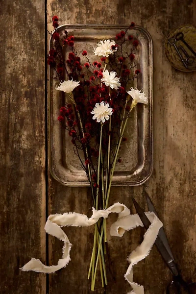 Terrain Dried Stirlingia Bunch In Multi