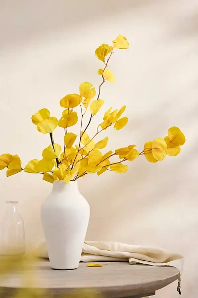 Terrain Dried Yellow Eucalyptus Populus Bunch