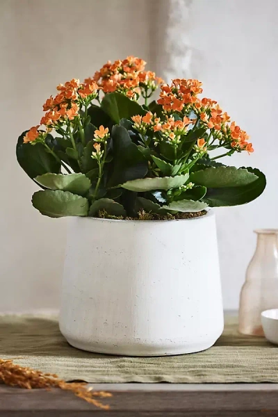 Terrain Droplet Cement Planter In Orange
