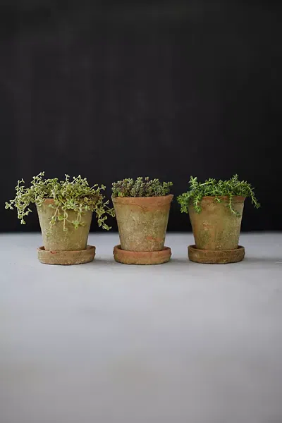 Terrain Earth Fired Clay Herb Pot + Saucer, Set Of 3 In Brown