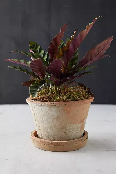 Terrain Earth Fired Clay Thin Rim Pot + Saucer Set In Multi