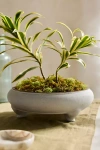 Terrain Earthenware Bonsai Bowl Planter
