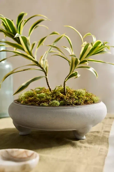 Terrain Earthenware Bonsai Bowl Planter