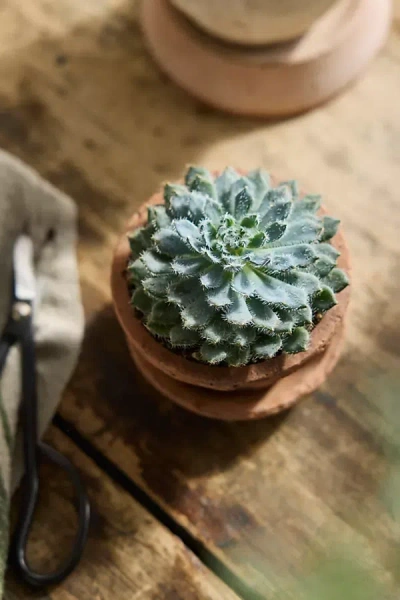 Terrain Echeveria Setosa Plant In Multi