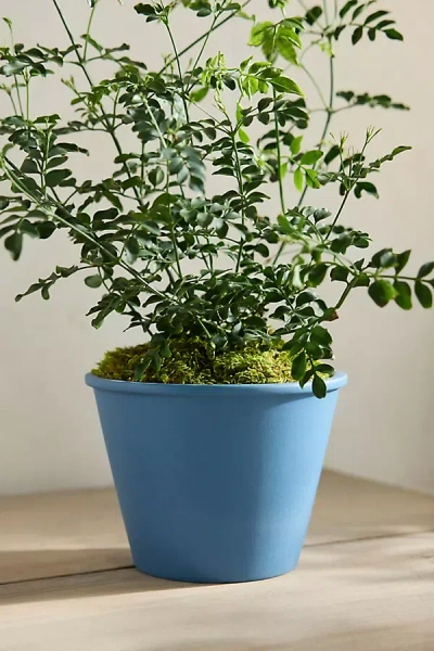 Terrain Eliza Ceramic Planter