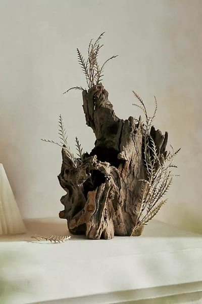 Terrain Eucalyptus Tree Root, 8-12" In Brown