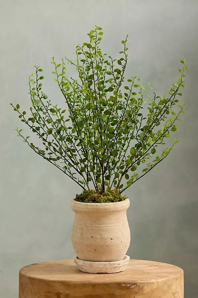 Terrain Faux Buxus Bush In Neutral
