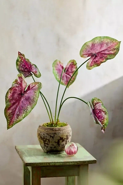 Terrain Faux Caladium Bush In Brown