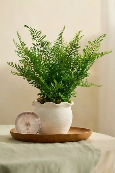Terrain Faux Fern Plant In White