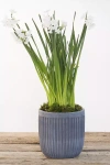 Terrain Fiber Concrete Barrel Pot, 16"