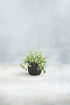 Terrain Fiber Concrete Barrel Pot, 7"