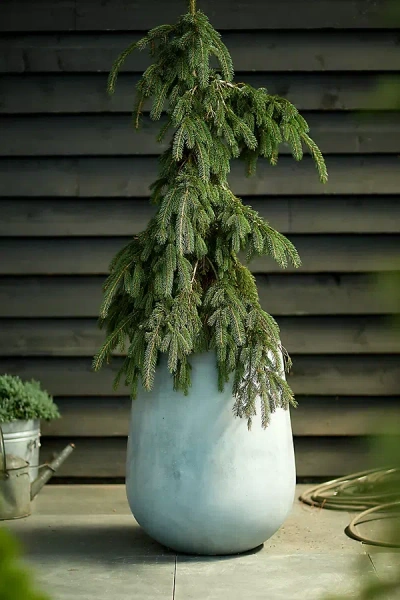 Terrain Fiber Concrete Tall Rounded Pot, 22" In Blue