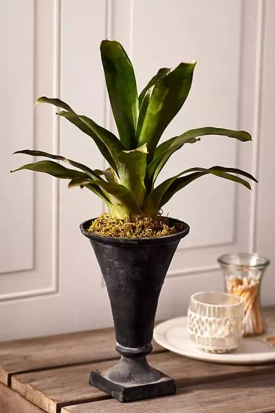 Terrain Flared Cast Iron Urn Planter In Green