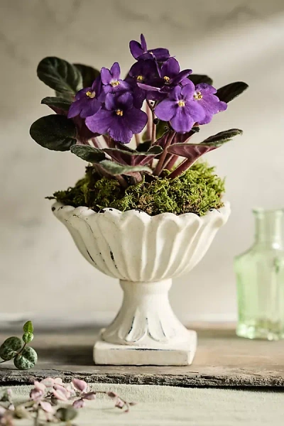 Terrain Flora Cement Urn Planter In White