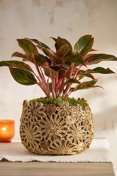 Terrain Floral Abaca Basket Pot