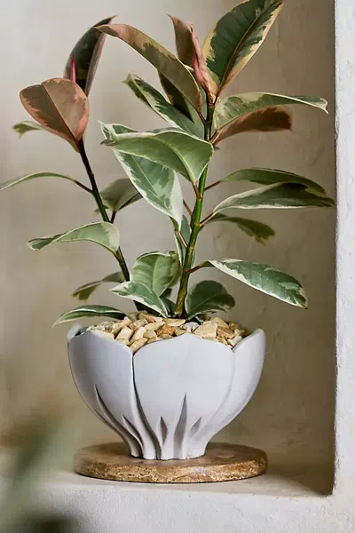 Terrain Floral Bowl Cement Planter In White