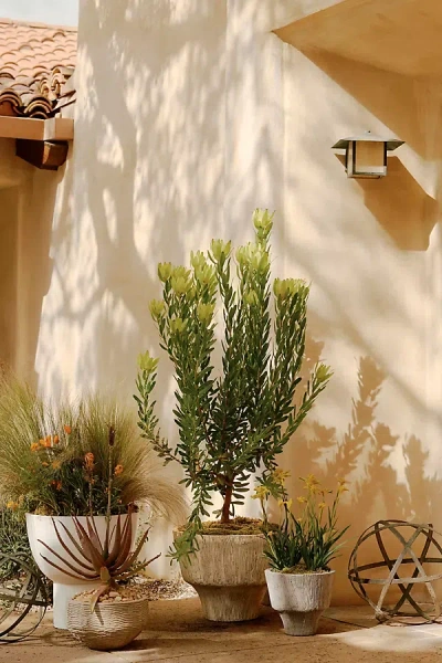 Terrain Fluted Textured Concrete Planter In Yellow