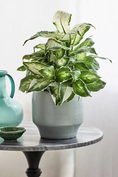 Terrain Footed Cylinder Terracotta Planter In Green