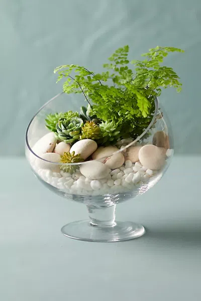 Terrain Footed Spotlight Terrarium In Transparent