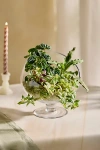 Terrain Footed Spotlight Terrarium, Large