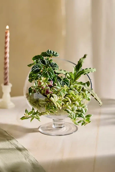 Terrain Footed Spotlight Terrarium, Large