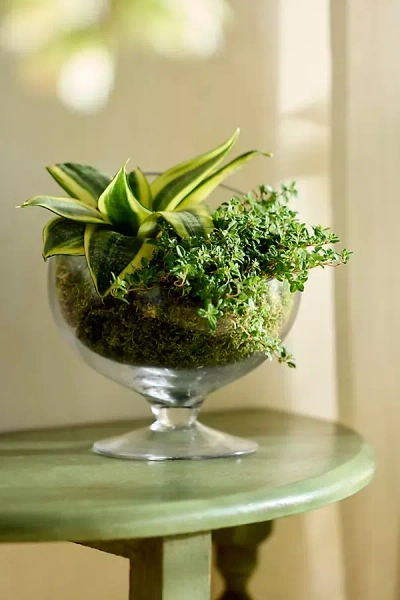 Terrain Footed Spotlight Terrarium, Small
