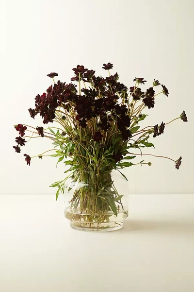 Terrain Fresh Chocolate Cosmos Bunch In Green