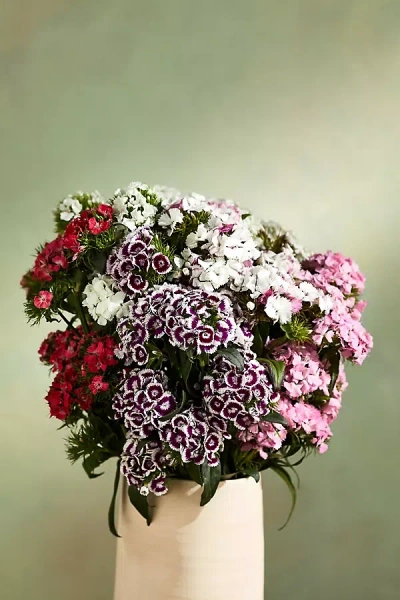 Terrain Fresh Cut Gypsy Dianthus Bunch In Multi