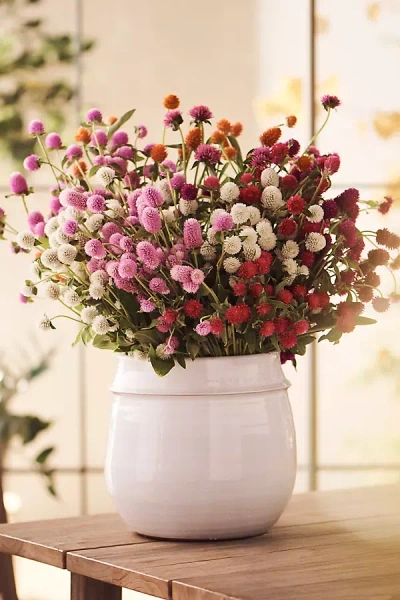 Terrain Fresh Gomphrena Bunch In Multi