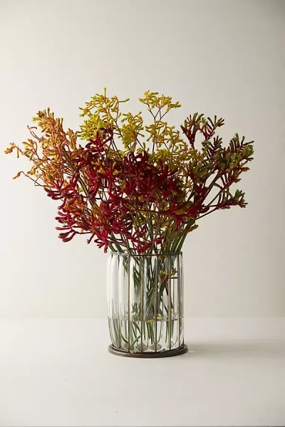 Terrain Fresh Kangaroo Paw Bunch In Brown