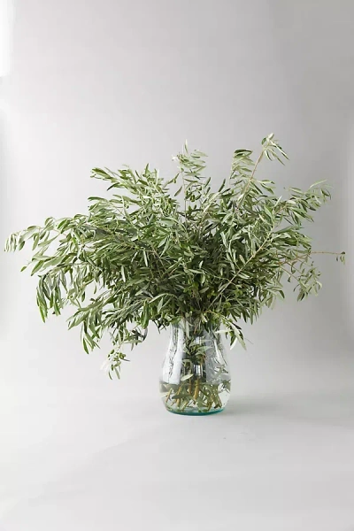 Terrain Fresh Olive Branch Bunch In Green