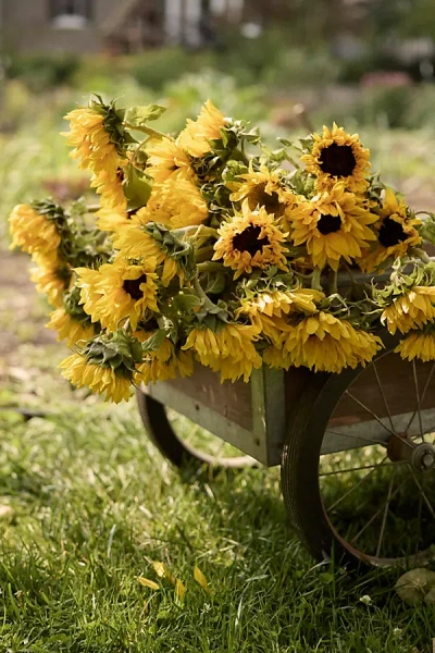 Terrain Fresh Sunflower Bunch In Yellow