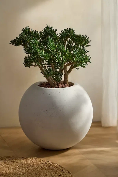 Terrain Full Moon Fiber Planter In Multi