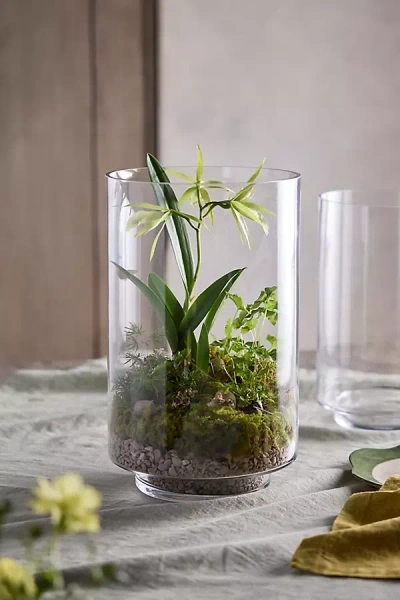 Terrain Glass Cylinder Terrarium