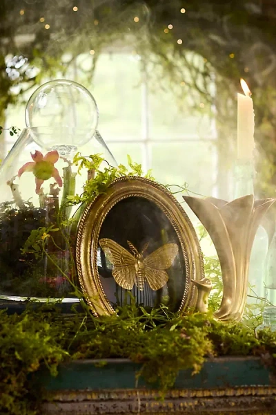 Terrain Golden Moth Shadow Box In Multi