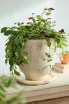 Terrain Grover Footed Terracotta Urn Planter In White