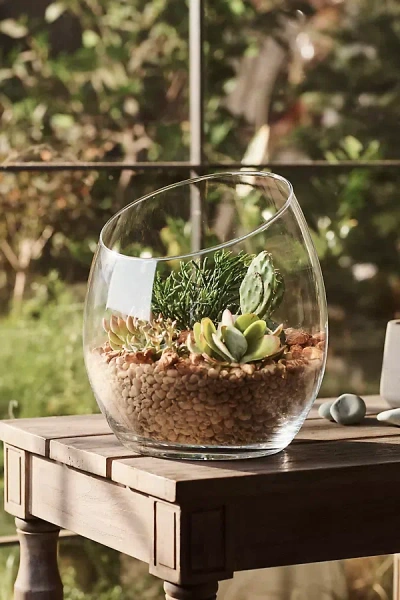 Terrain Half Cut Glass Terrarium In Multi