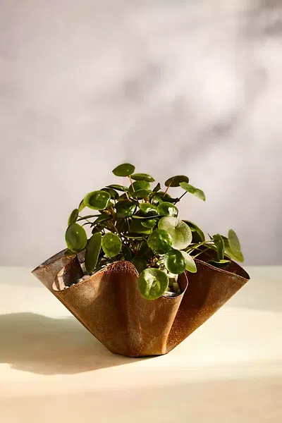 Terrain Handkerchief Iron Bowl Planter In Beige