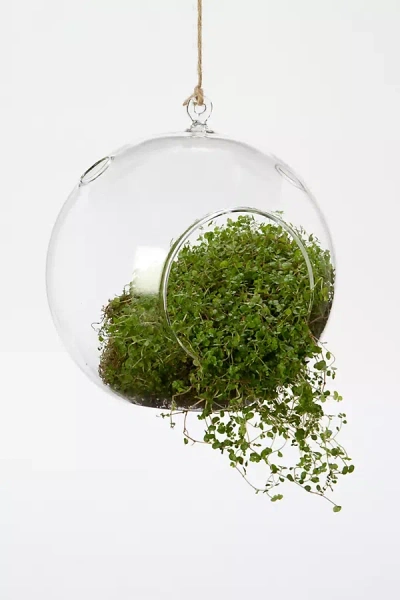Terrain Hanging Bubble Terrarium In Green