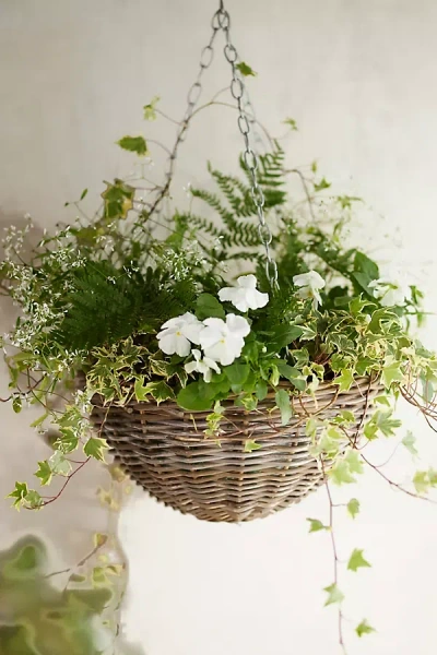 Terrain Hanging Rattan Rounded Basket Planter In Green