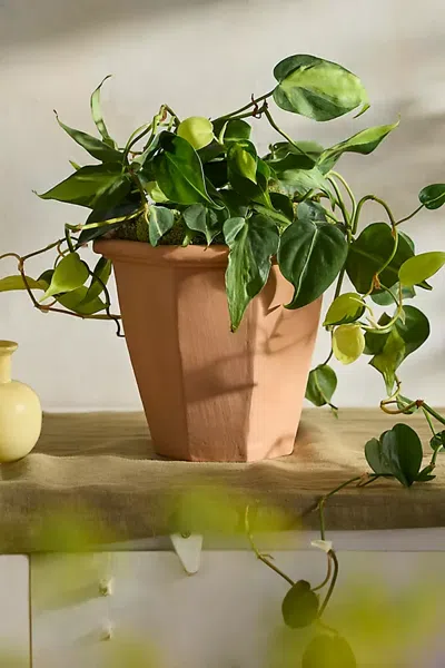 Terrain Hexagon Galestro Pot In Brown