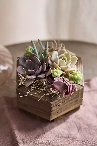Terrain Hexagon Succulent Planter In Multi