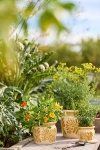 Terrain Honey Pot Ceramic Planter