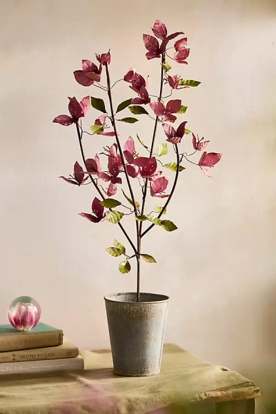 Terrain Iron Bougainvillea Plant