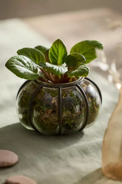 Terrain Iron + Glass Bubble Cylinder Vessel